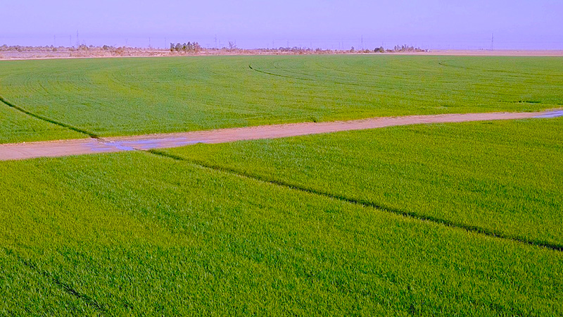 Agro-Alimentaire Activité